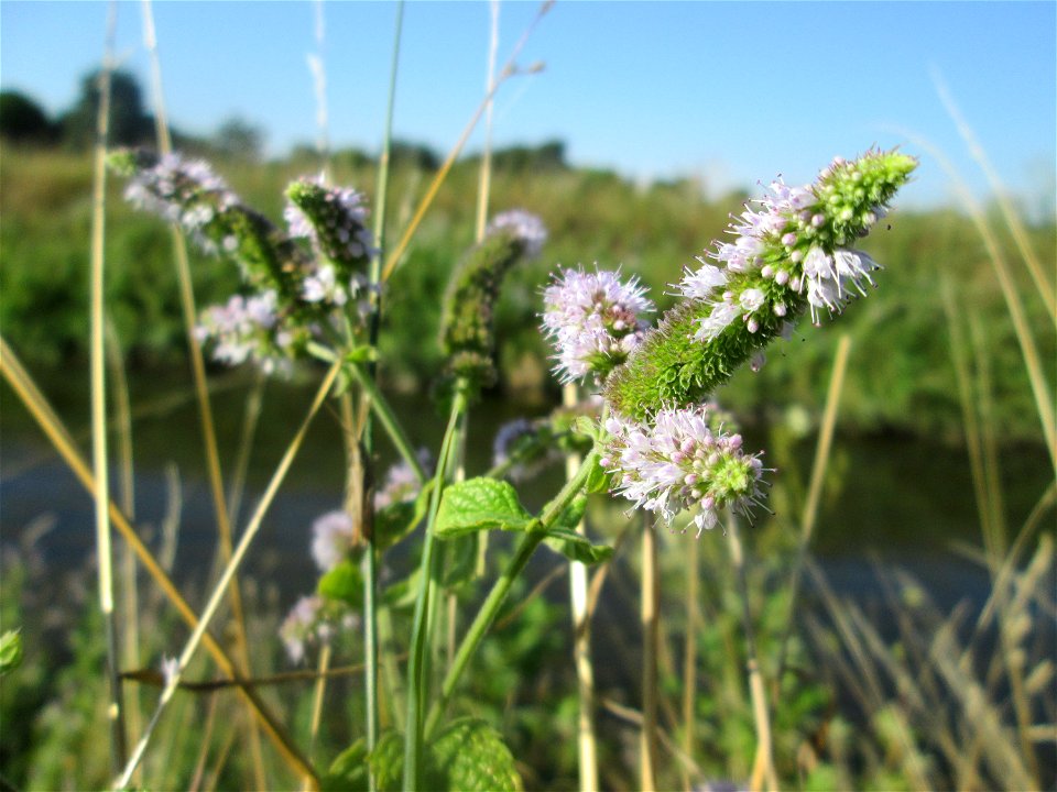 Rossminze (Mentha longifolia) am Kraichbach in Hockenheim