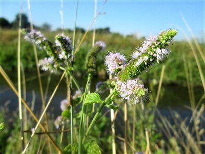 Rossminze (Mentha longifolia) am Kraichbach in Hockenheim