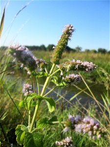 Rossminze (Mentha longifolia) am Kraichbach in Hockenheim