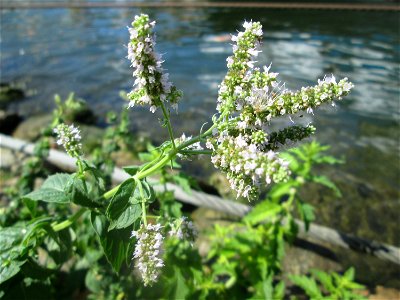 Rossminze (Mentha longifolia) am Neckarufer in Heidelberg