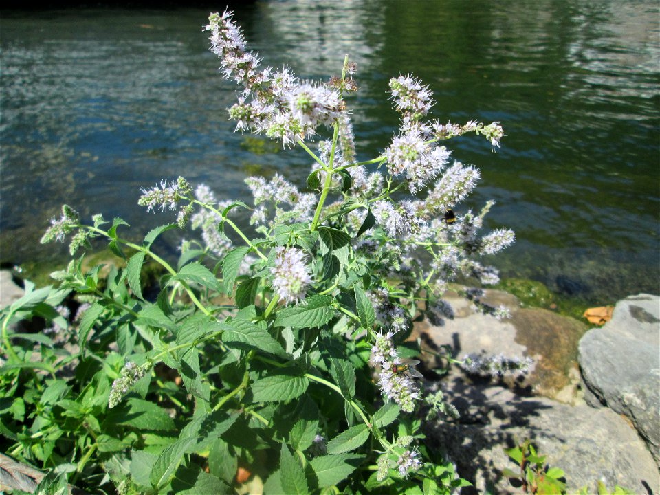 Rossminze (Mentha longifolia) am Neckarufer in Heidelberg