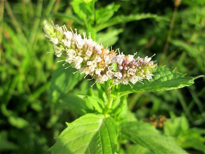 Rossminze (Mentha longifolia) am Großen Weiher im Schwetzinger Schlossgarten