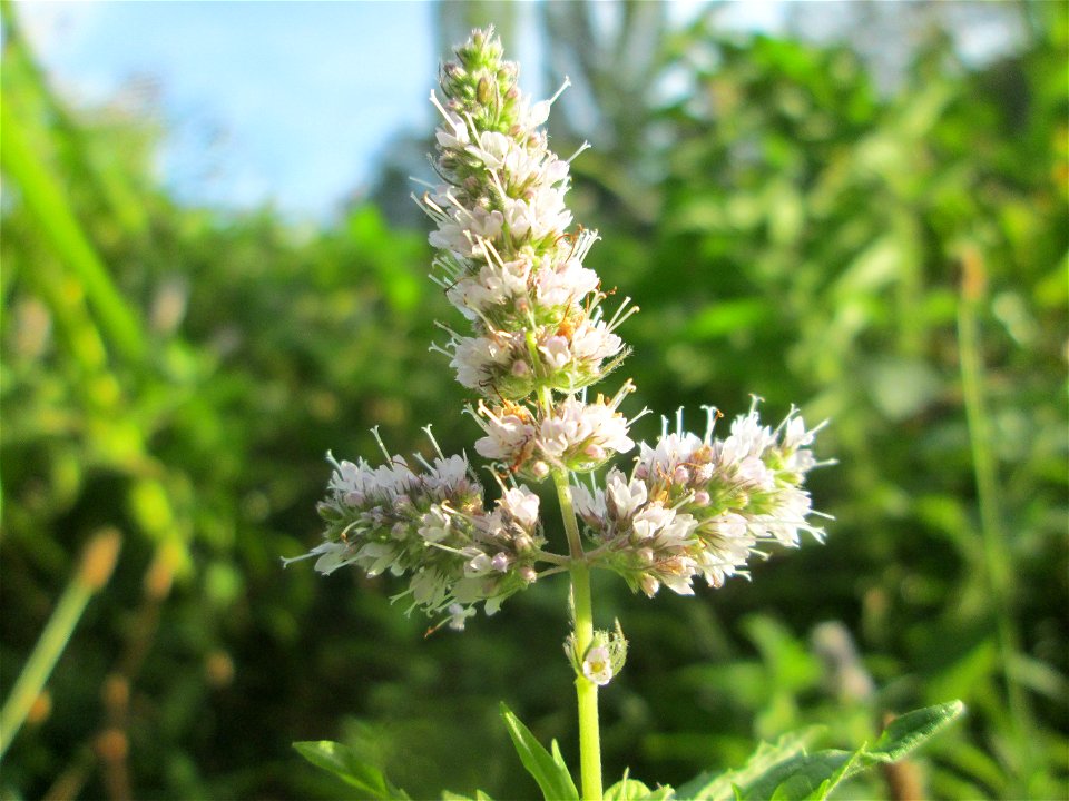 Rossminze (Mentha longifolia) am Großen Weiher im Schwetzinger Schlossgarten