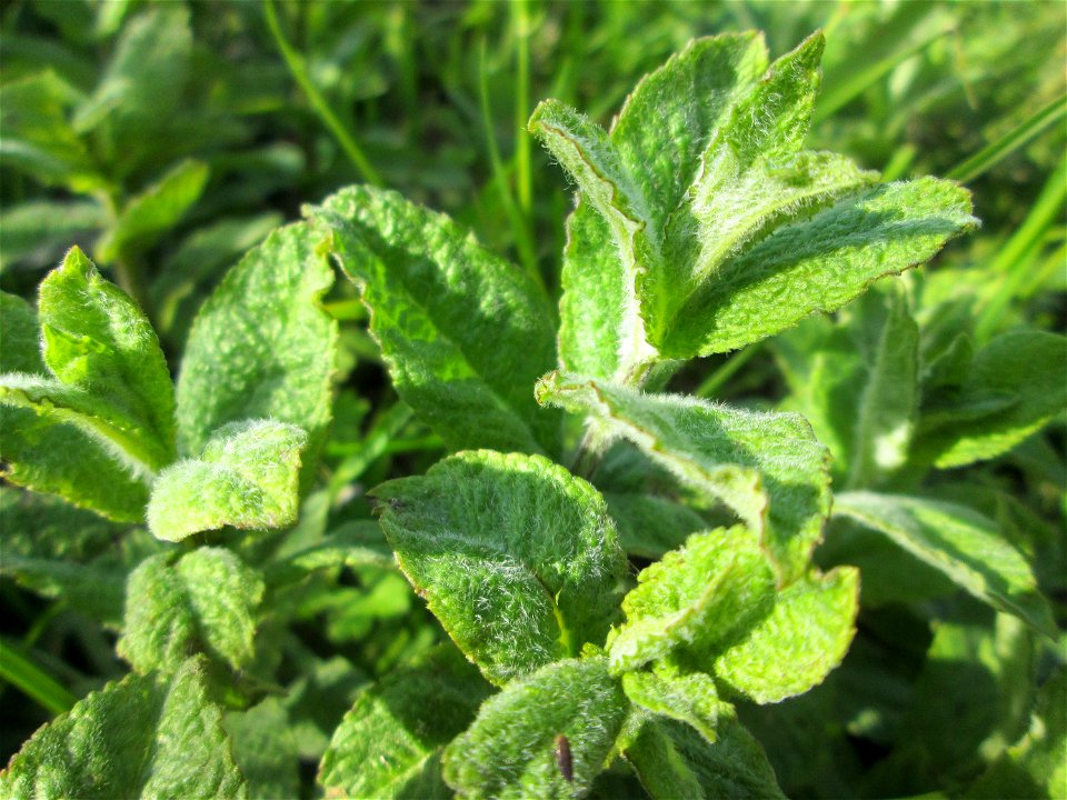 Rossminze (Mentha longifolia) am Kraichbachdamm im Landschaftsschutzgebiet „Hockenheimer Rheinbogen“