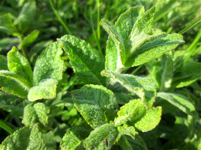 Rossminze (Mentha longifolia) am Kraichbachdamm im Landschaftsschutzgebiet „Hockenheimer Rheinbogen“