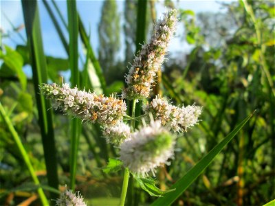 Rossminze (Mentha longifolia) am Großen Weiher im Schwetzinger Schlossgarten