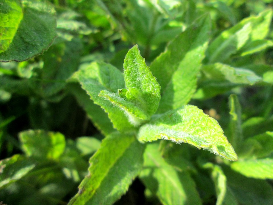 Rossminze (Mentha longifolia) am Kraichbachdamm im Landschaftsschutzgebiet „Hockenheimer Rheinbogen“