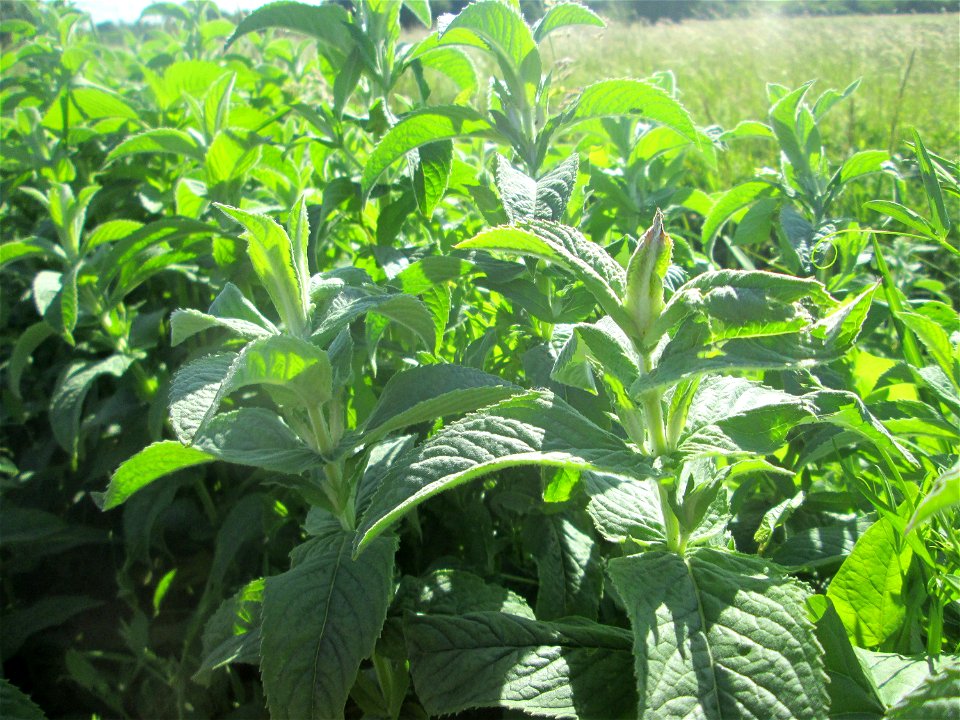 Rossminze (Mentha longifolia) im Naturschutzgebiet „Hochholz-Kapellenbruch“