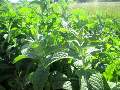 Rossminze (Mentha longifolia) im Naturschutzgebiet „Hochholz-Kapellenbruch“