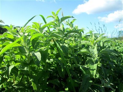 Rossminze (Mentha longifolia) im Naturschutzgebiet „Hochholz-Kapellenbruch“