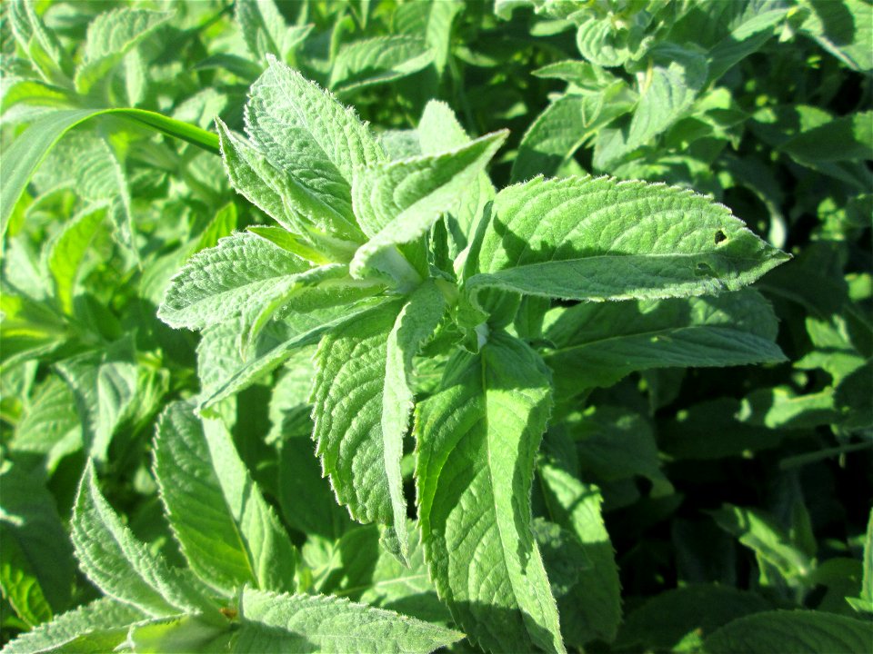 Rossminze (Mentha longifolia) im Naturschutzgebiet „Hochholz-Kapellenbruch“
