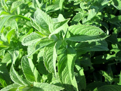 Rossminze (Mentha longifolia) im Naturschutzgebiet „Hochholz-Kapellenbruch“