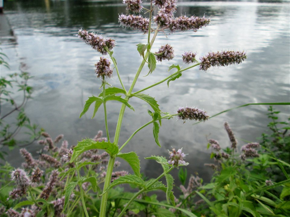 Rossminze (Mentha longifolia) an der Mosel in Alf