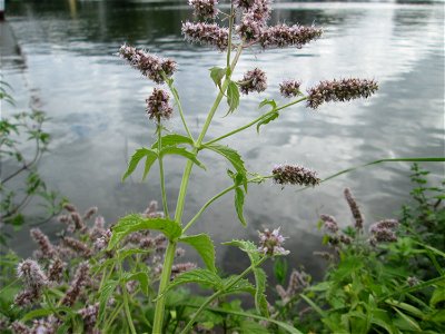 Rossminze (Mentha longifolia) an der Mosel in Alf
