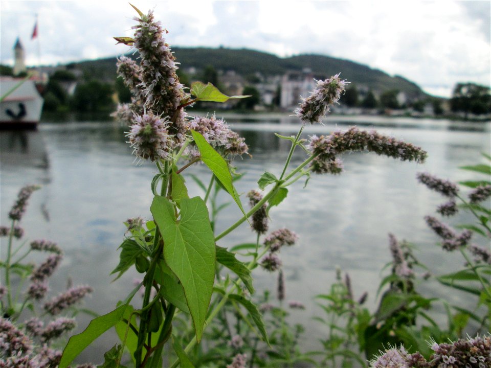 Rossminze (Mentha longifolia) an der Mosel in Alf
