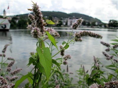 Rossminze (Mentha longifolia) an der Mosel in Alf