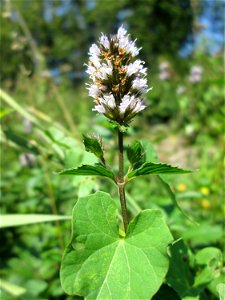 Rossminze (Mentha longifolia) nahe der A6 in Güdingen