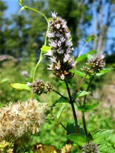Rossminze (Mentha longifolia) nahe der A6 in Güdingen