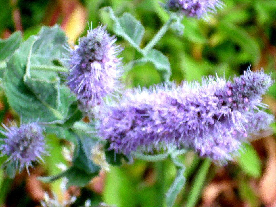 Mentha longifolia flowers close up, Sierra Nevada, Spain