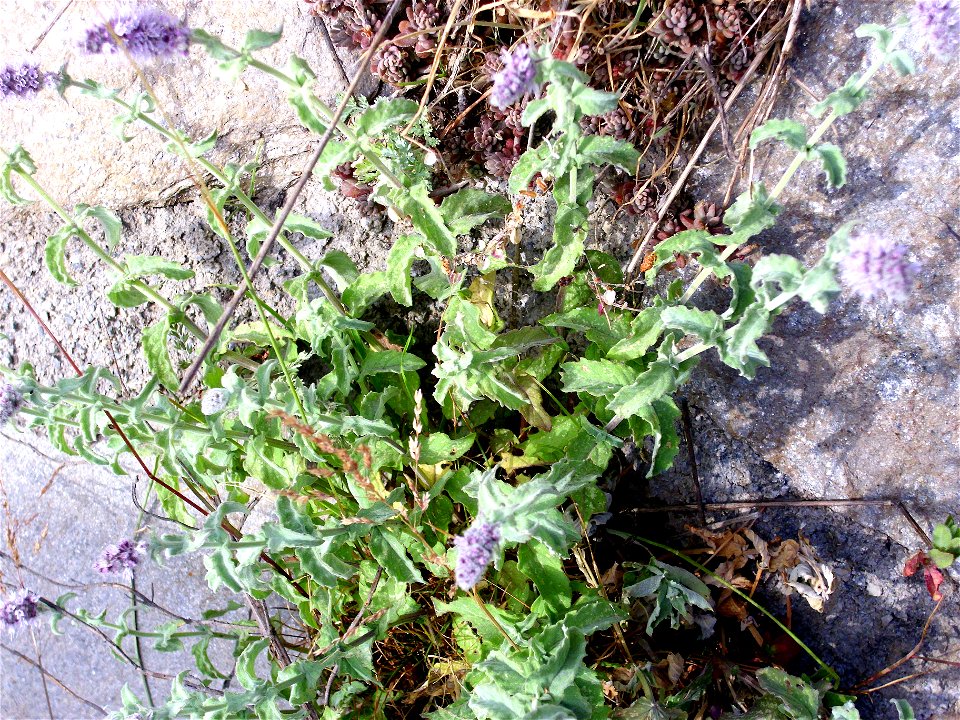Mentha longifolia habit, Sierra Nevada, Spain