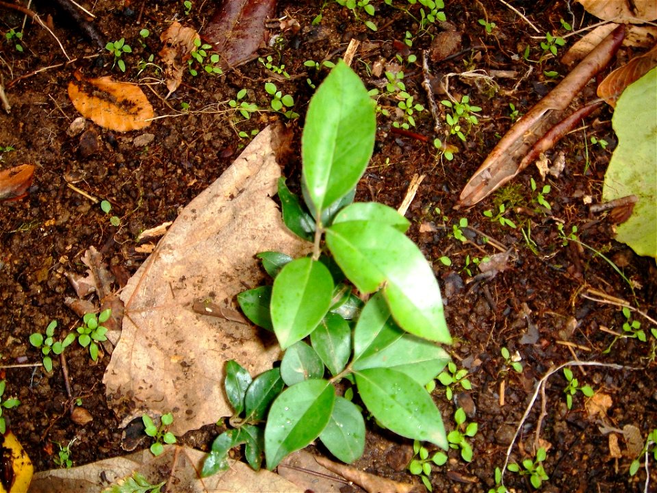 Ligustrum japonicum