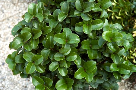 Ligustrum japonicum 'Rotundifolium'. This photo has been taken in Belgium.