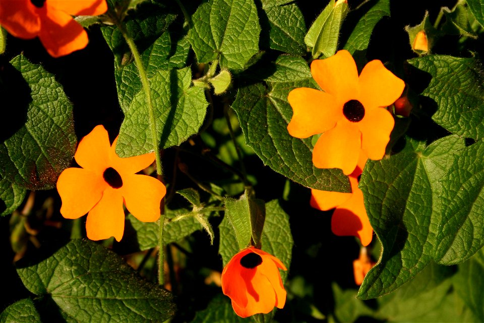 Black-eyed Susan  Thunbergia alata - The Crags, Southern Cape, South Africa