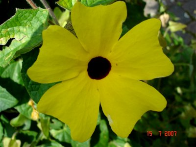 Thunbergia alata