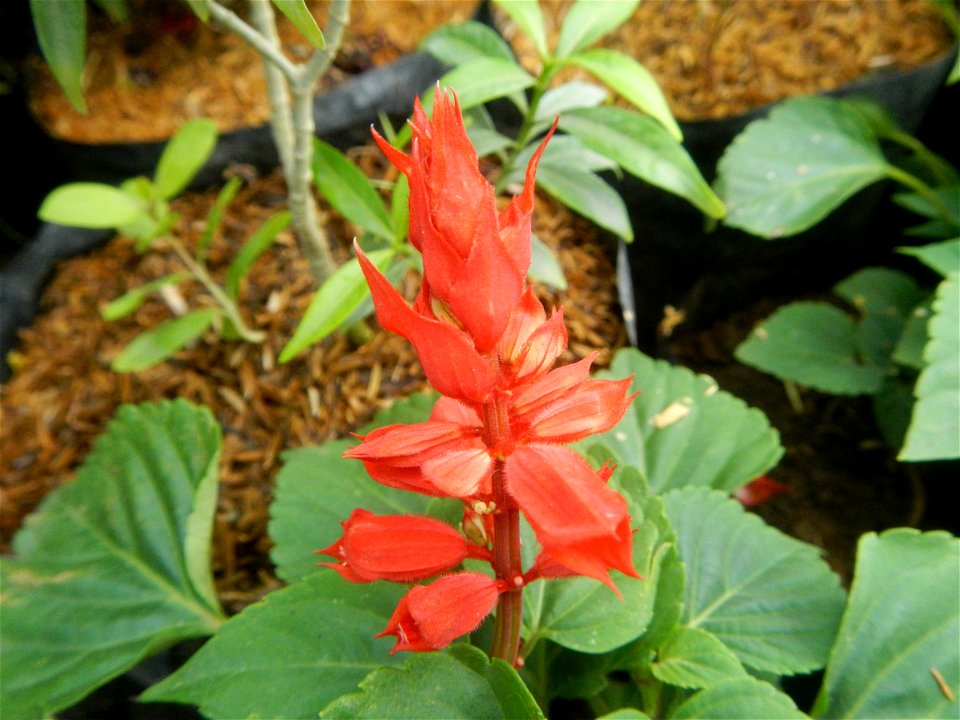 Close-ups of a) Salvia, Family Lamiaceae Salvia Salvia splendens F. Sellow ex R. & S. Scarlet Sage Xiang ya hong, b) Dwarf Sunflowers, c) Aster (genus) d) Dwarf Zinia in Barangays Pagala, 14°58'14