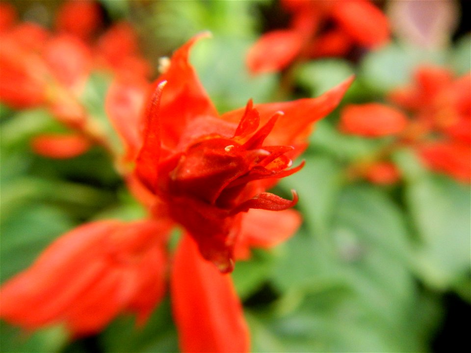 Close-ups of a) Salvia, Family Lamiaceae Salvia Salvia splendens F. Sellow ex R. & S. Scarlet Sage Xiang ya hong, b) Dwarf Sunflowers, c) Aster (genus) d) Dwarf Zinia in Barangays Pagala, 14°58'14