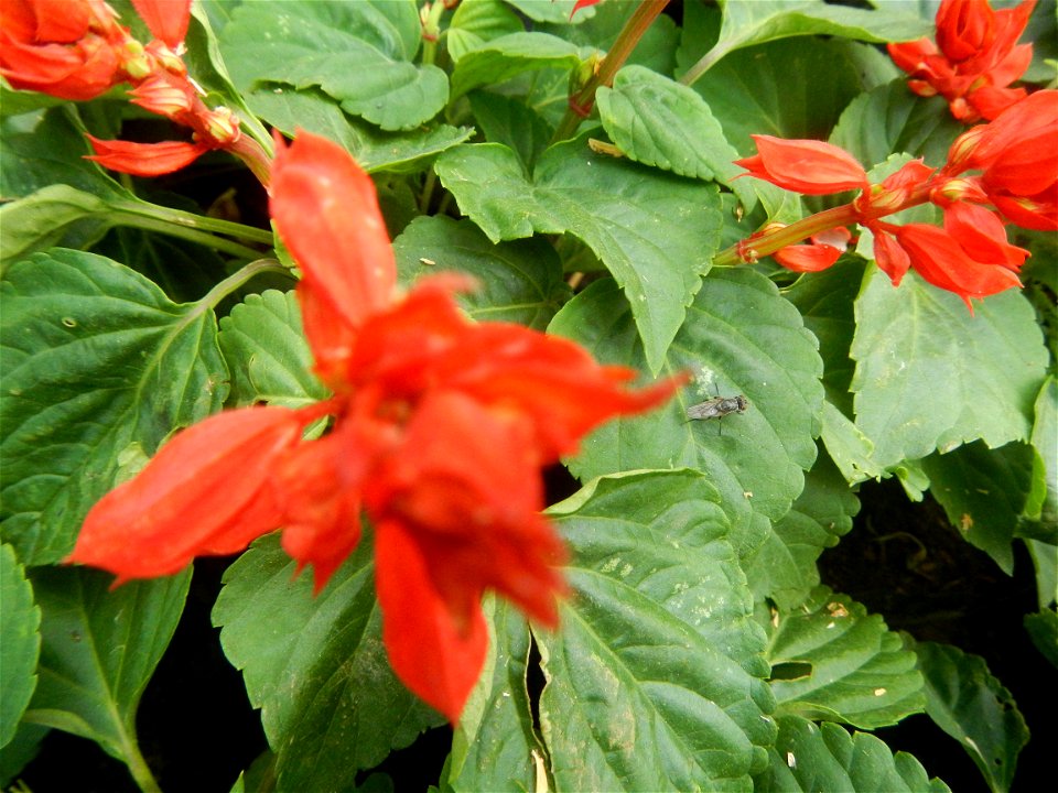 Close-ups of a) Salvia, Family Lamiaceae Salvia Salvia splendens F. Sellow ex R. & S. Scarlet Sage Xiang ya hong, b) Dwarf Sunflowers, c) Aster (genus) d) Dwarf Zinia in Barangays Pagala, 14°58'14
