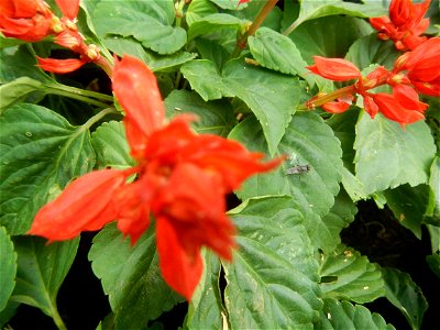 Close-ups of a) Salvia, Family Lamiaceae Salvia Salvia splendens F. Sellow ex R. & S. Scarlet Sage Xiang ya hong, b) Dwarf Sunflowers, c) Aster (genus) d) Dwarf Zinia in Barangays Pagala, 14°58'14
