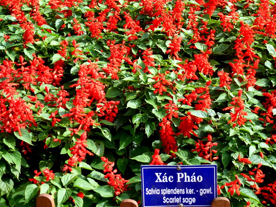 Salvia splendens in Dalat city, Vietnam