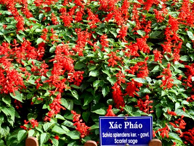 Salvia splendens in Dalat city, Vietnam