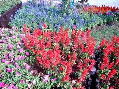 in Royal Flora Expo 2006, Chiangmai, Thailand