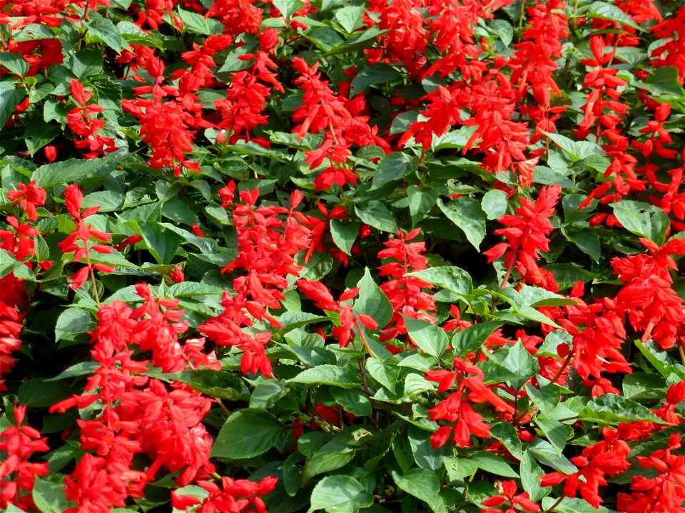 Salvia splendens in Dalat city, Vietnam