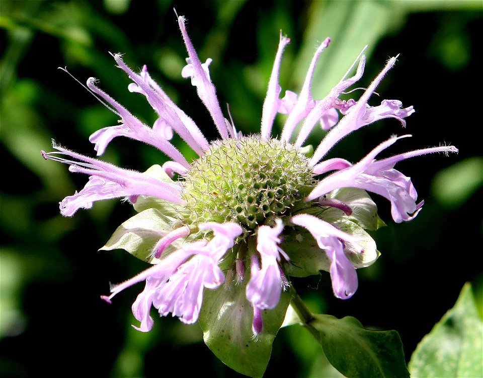 Self made picture of Monarda fistulosa taken in Minnesota in Late July. Plants found along a wood edge with common Milkweed, Dogbane and Mountain mint and Asters.