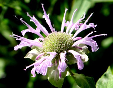 Self made picture of Monarda fistulosa taken in Minnesota in Late July. Plants found along a wood edge with common Milkweed, Dogbane and Mountain mint and Asters.