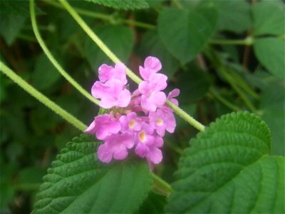 Lantana montevidensis, picture taken at the Passiflorahoeve in Harskamp, The Netherlands