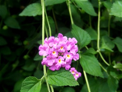 Lantana montevidensis, picture taken at the Passiflorahoeve in Harskamp, The Netherlands photo