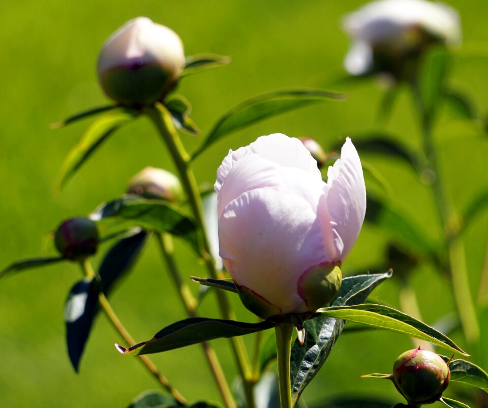 Peony flower Free photos