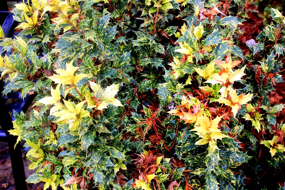  ; Flowers, trees, and other plant stuff
Goshiki, false holly(Osmanthus heterophyllus)