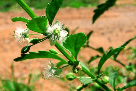 flower of Scoparia dulcis, Scrophulariaceae species