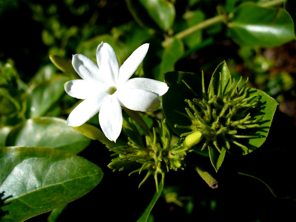 I am the originator of this photo. I hold the copyright. I release it to the public domain. This photo depicts a flower.