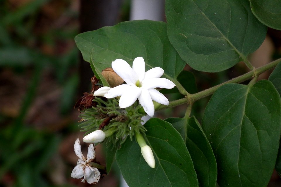 ดอกมะลุลี Jusminum Multiflorum