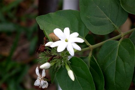 ดอกมะลุลี Jusminum Multiflorum