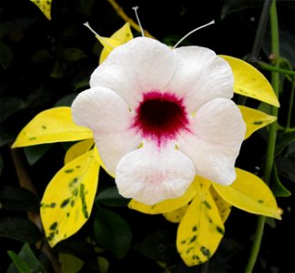 Pandorea jasminoides 'Rosea' on display at the San Diego County Fair, California, USA. Identified by exhibitor's sign. photo