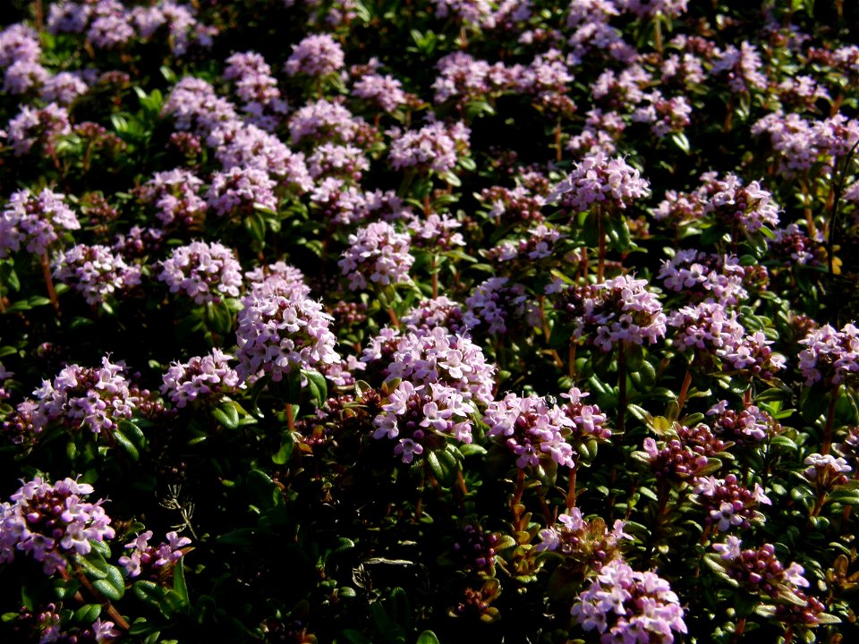 Thymus ×citriodorus 
Lemon Thyme