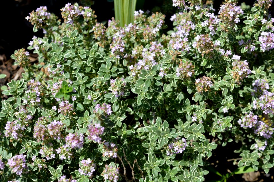 Lemon thyme (Thymus × citriodorus)
