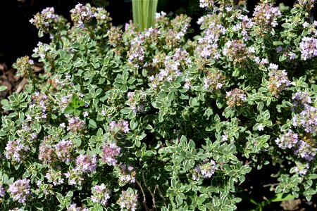 Lemon thyme (Thymus × citriodorus)